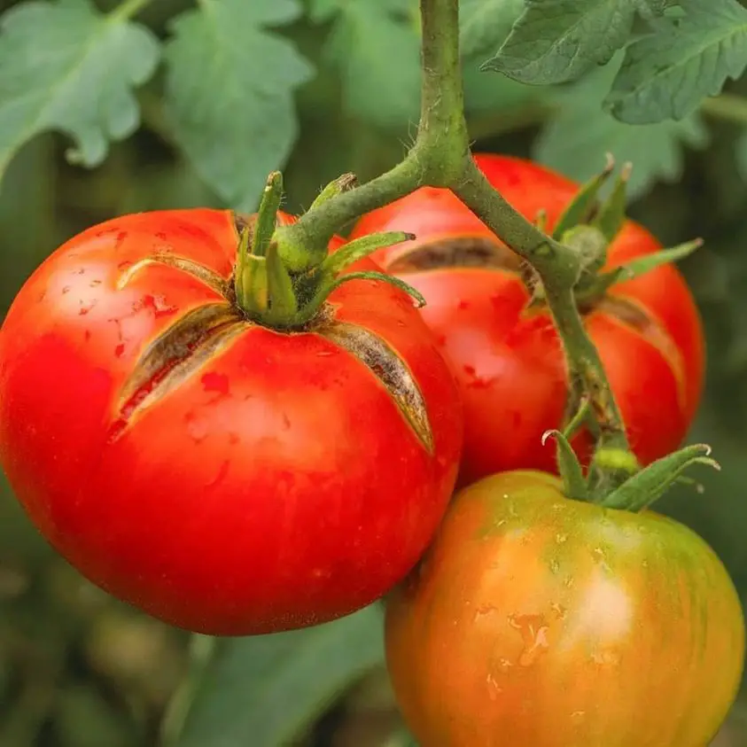 Tomatoes cracking