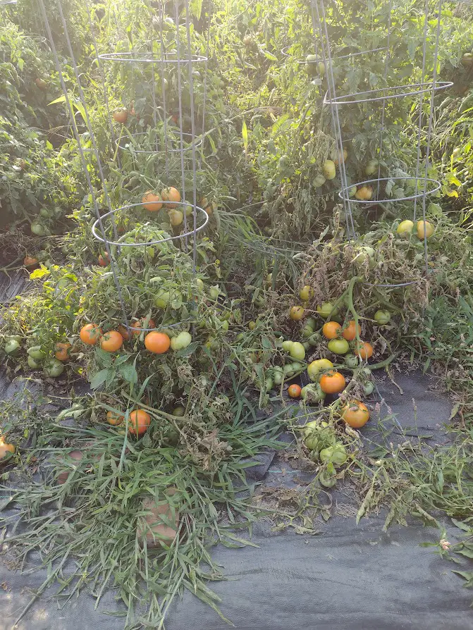 Tomatoes dropping off