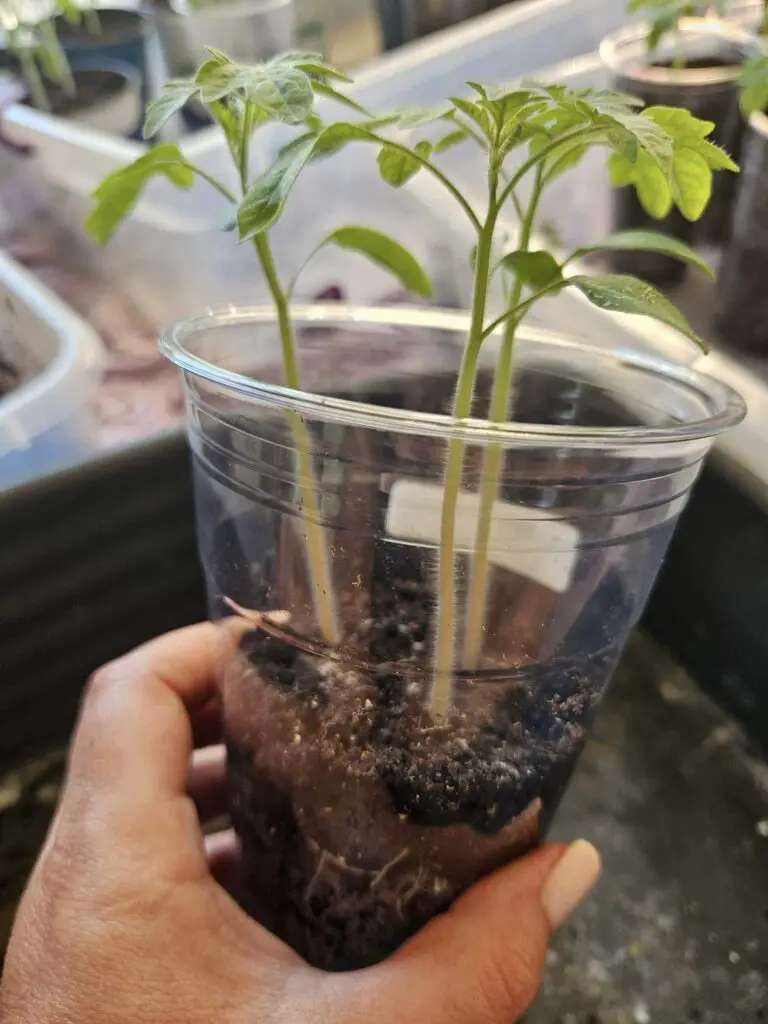 Leggy tomato seedlings