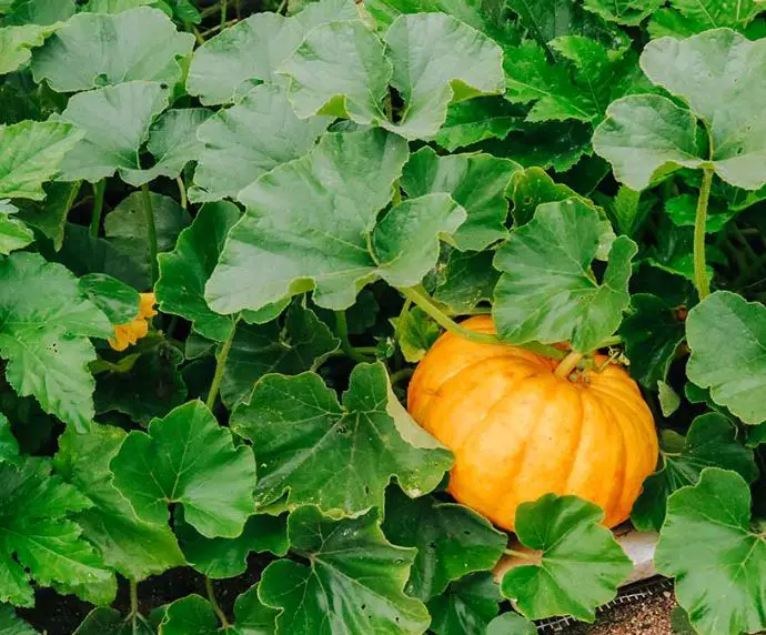 Pumpkin rotting on the vine