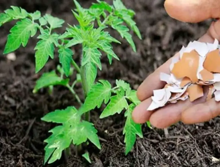 Eggshells for tomato plant